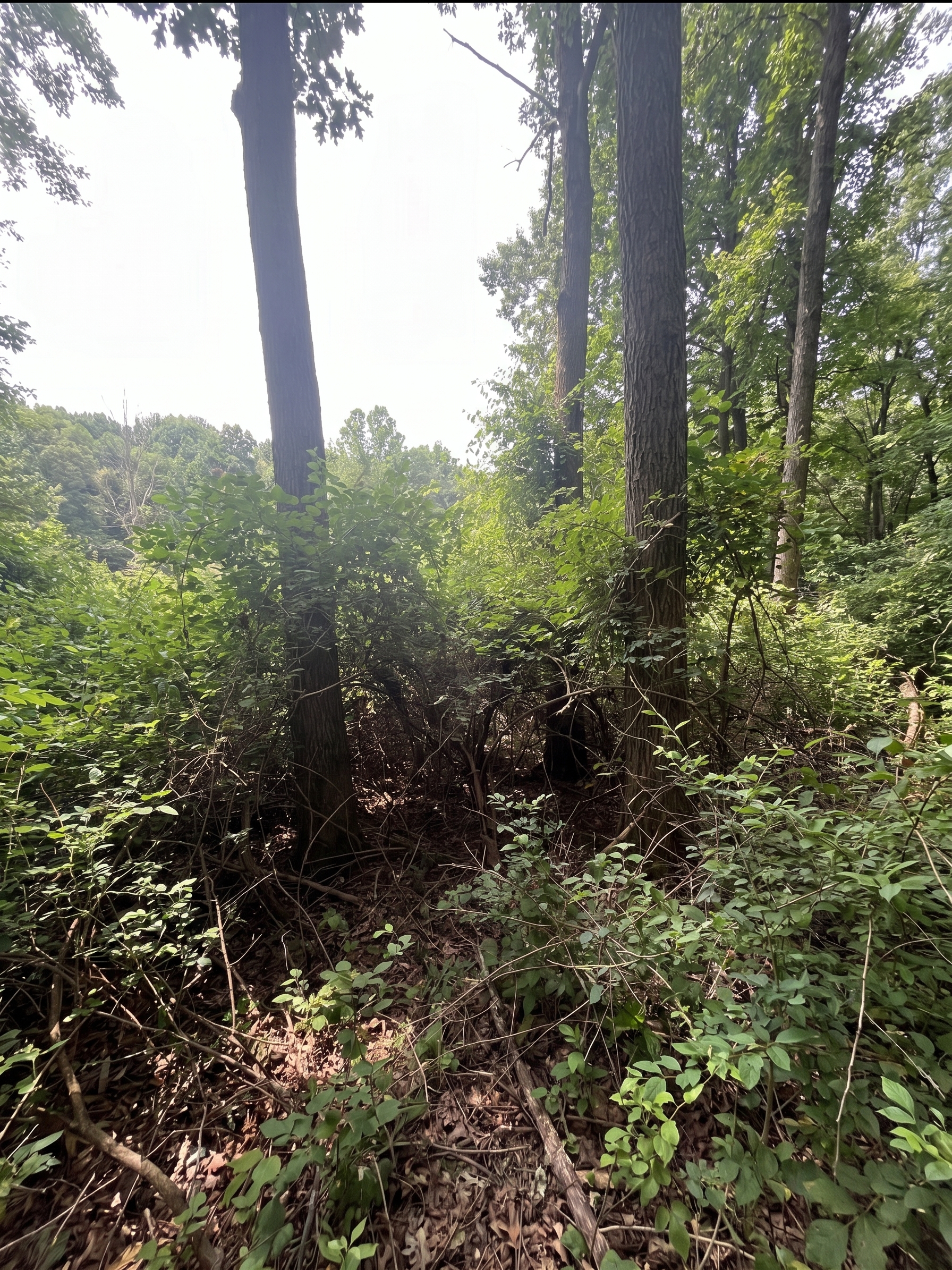 Overgrown Ohio property before tree and brush removal